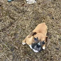 Max, a male Boxer for sale in Dallas, GA – Photo 7 of 8