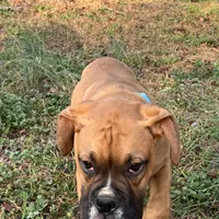 Max, a male Boxer for sale in Dallas, GA – Photo 3 of 8