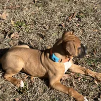 Max, a male Boxer for sale in Dallas, GA – Photo 6 of 8