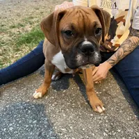 Max, a male Boxer for sale in Dallas, GA – Photo 5 of 8