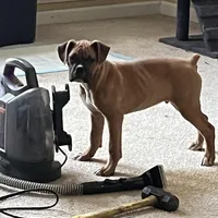 Max, a male Boxer for sale in Dallas, GA – Photo 1 of 8