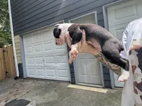Oreo, a male Boxer and American Pit Bull Terrier for sale in Dallas, GA – 4 of 5