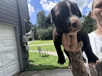 Poppy, a female Boxer and American Pit Bull Terrier for sale in Dallas, GA – 3 of 6