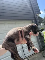 Lady, a female Boxer and American Pit Bull Terrier for sale in Dallas, GA – 5 of 6