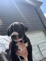 Luna, a female Boxer and American Pit Bull Terrier for sale in Dallas, GA – 2 of 5