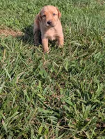 Puppy, a male Labrador Retriever for sale in Lebanon, TN – 2 of 4