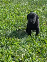 Puppy, a male Labrador Retriever for sale in Lebanon, TN – 2 of 4