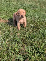 Puppy, a male Labrador Retriever for sale in Lebanon, TN – 3 of 4