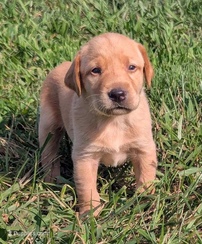 Puppy – Labrador Retriever puppy for sale in Lebanon, TN