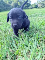 Puppy, a male Labrador Retriever for sale in Lebanon, TN – 3 of 4
