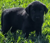 Puppy, a male Labrador Retriever for sale in Lebanon, TN – 1 of 4