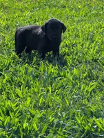Puppy, a male Labrador Retriever for sale in Lebanon, TN – 4 of 4