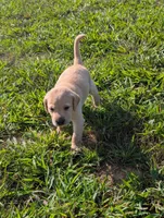 Puppy, a male Labrador Retriever for sale in Lebanon, TN – 4 of 4