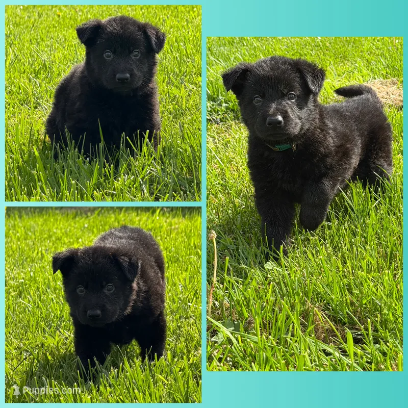 All black male – German Shepherd Dog puppy for sale in Fort Plain, NY