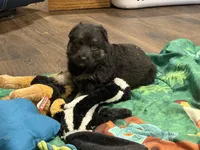 Yellow collar F, a female German Shepherd Dog for sale in Fort Plain, NY – Photo 4 of 4