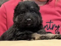 Yellow collar F, a female German Shepherd Dog for sale in Fort Plain, NY – Photo 2 of 4