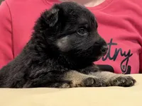 Yellow collar F, a female German Shepherd Dog for sale in Fort Plain, NY – Photo 3 of 4