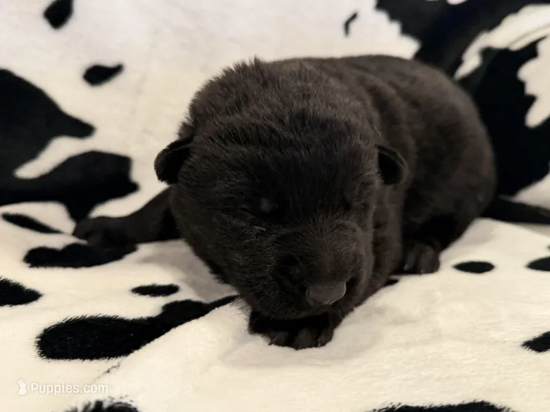 Male - All Black – German Shepherd Dog puppy for sale in Fort Plain, NY