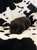 Male - All Black, a male German Shepherd Dog for sale in Fort Plain, NY – Photo 3 of 3