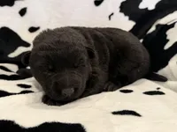 Male - All Black, a male German Shepherd Dog for sale in Fort Plain, NY – Photo 2 of 3