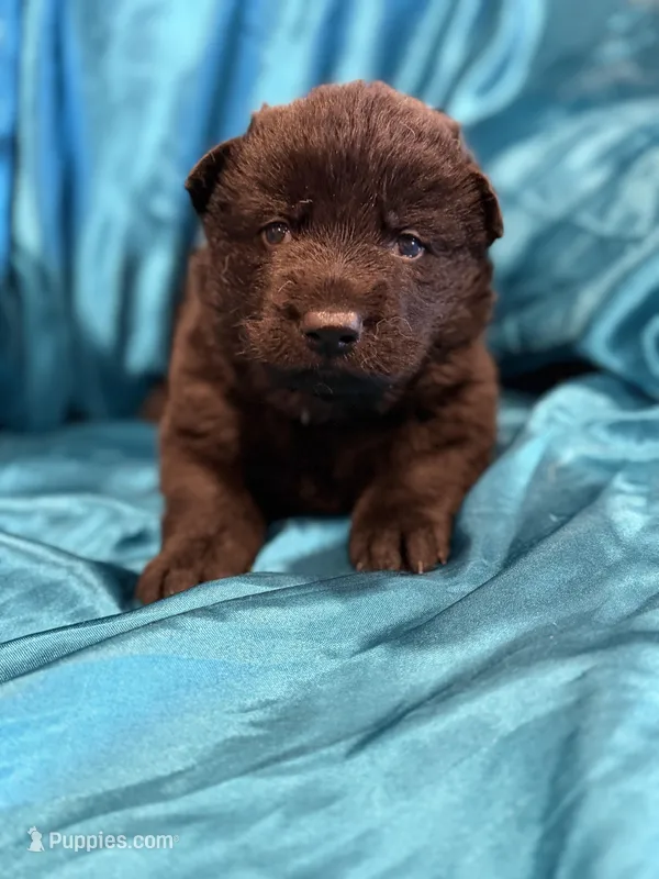 Male - All Black – German Shepherd Dog puppy for sale in Fort Plain, NY