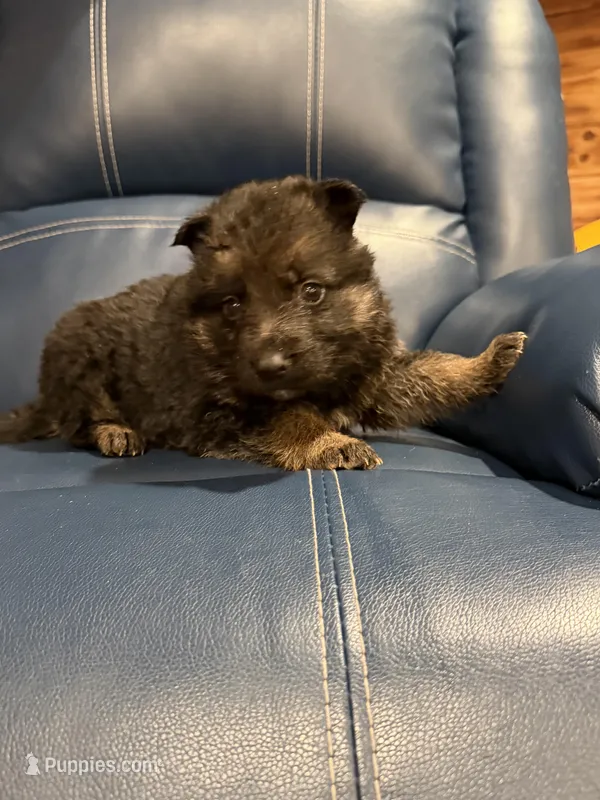 Purple collar Female