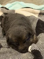 Purple collar Female, a female German Shepherd Dog for sale in Fort Plain, NY – Photo 1 of 3