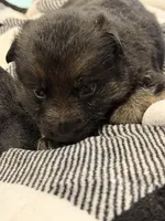 Purple collar Female, a female German Shepherd Dog for sale in Fort Plain, NY – Photo 2 of 3