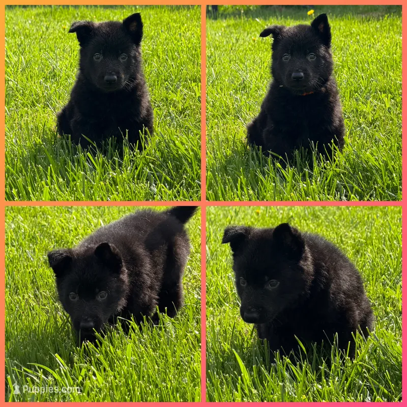 Male - All Black – German Shepherd Dog puppy for sale in Fort Plain, NY