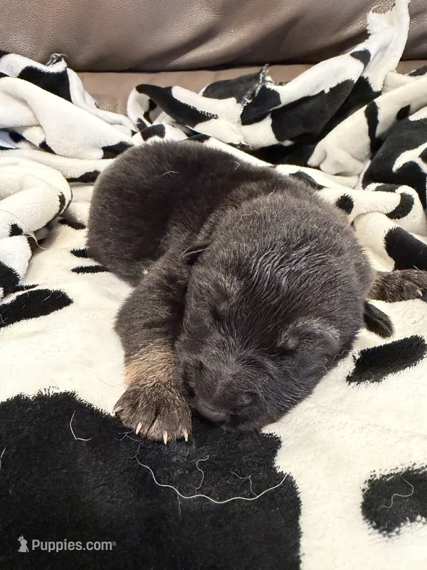 Male - Tan and Black – German Shepherd Dog puppy for sale in Fort Plain, NY