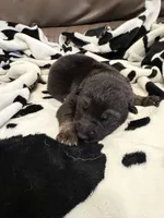 Male - Tan and Black, a male German Shepherd Dog for sale in Fort Plain, NY – Photo 2 of 3