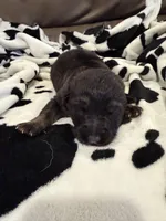 Male - Tan and Black, a male German Shepherd Dog for sale in Fort Plain, NY – Photo 3 of 3