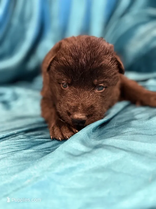 All black male, a male German Shepherd Dog for sale in Fort Plain, NY – Photo 1 of 3