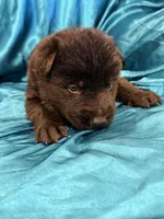 All black male, a male German Shepherd Dog for sale in Fort Plain, NY – Photo 3 of 3
