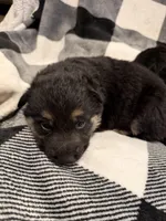 Pink collar, a female German Shepherd Dog for sale in Fort Plain, NY – Photo 4 of 5