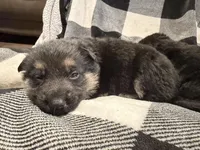 Pink collar, a female German Shepherd Dog for sale in Fort Plain, NY – Photo 2 of 5