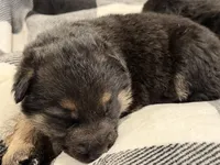 Pink collar, a female German Shepherd Dog for sale in Fort Plain, NY – Photo 3 of 5