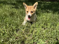 Charlie🩵, a male Pembroke Welsh Corgi for sale in Charlotte, NC – 6 of 6