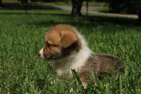 Mr. Squeak🩵, a male Pembroke Welsh Corgi for sale in Charlotte, NC – 6 of 7