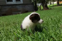 Coco🩷, a female Pembroke Welsh Corgi for sale in Charlotte, NC – 8 of 10