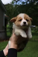 Bruno🩵, a male Pembroke Welsh Corgi for sale in Charlotte, NC – 4 of 8