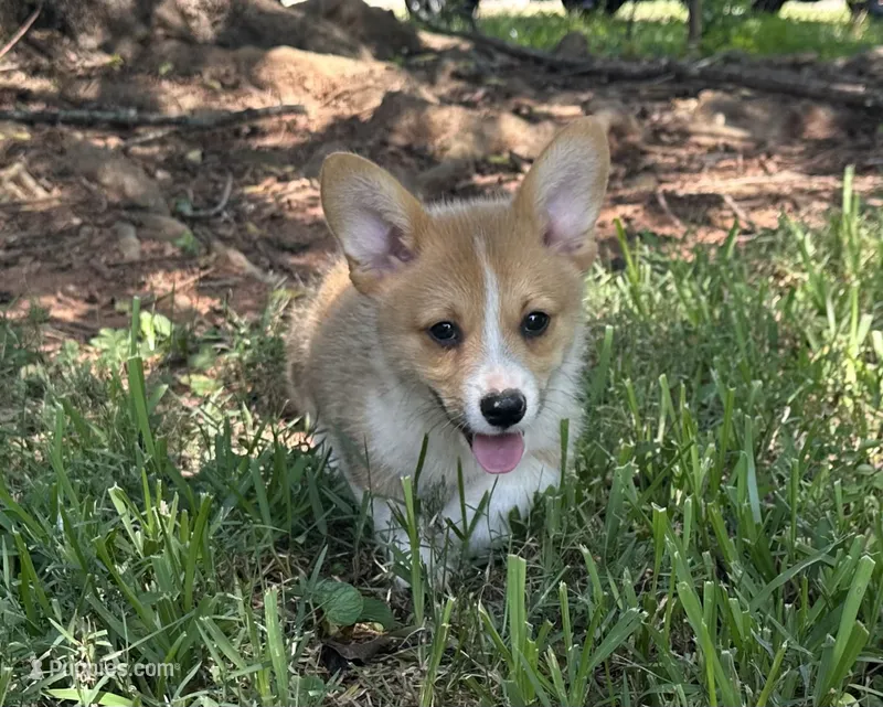 Charlie🩵 – Pembroke Welsh Corgi puppy for sale in Charlotte, NC