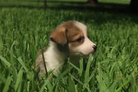 Benjamin 🩵, a male Pembroke Welsh Corgi for sale in Charlotte, NC – 3 of 6