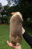 Bruno🩵, a male Pembroke Welsh Corgi for sale in Charlotte, NC – 8 of 8
