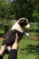 Coco🩷, a female Pembroke Welsh Corgi for sale in Charlotte, NC – 10 of 10