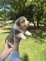 Bella, a female Pembroke Welsh Corgi for sale in Charlotte, NC – 4 of 4