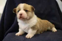 Chester, a male Pembroke Welsh Corgi for sale in Charlotte, NC – Photo 1 of 5