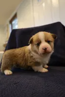 Chester, a male Pembroke Welsh Corgi for sale in Charlotte, NC – Photo 2 of 5