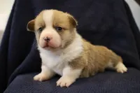 Chester, a male Pembroke Welsh Corgi for sale in Charlotte, NC – Photo 3 of 5