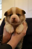 Chester, a male Pembroke Welsh Corgi for sale in Charlotte, NC – Photo 4 of 5